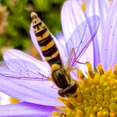 dezoninjehuis's profile picture. 