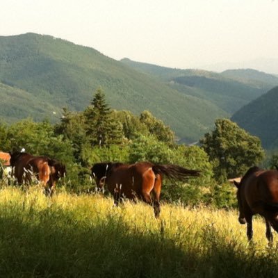 #MontyRobertsInternationalLearningCenter/Advanced Student #EquusOnlineUni/Forum. #ReachOutToHorses/Untouched Foals #AllevamentoDelTalozzo.it NO LISTS PLEASE!