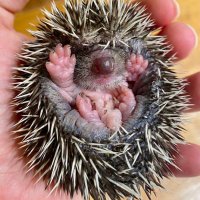 Pomoc Ježkům / Hedgehog Rescue (@pomocjezkum) 's Twitter Profile Photo