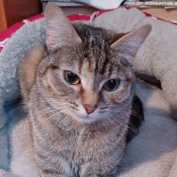 1488 chicka (@amie_2244) 's Twitter Profile