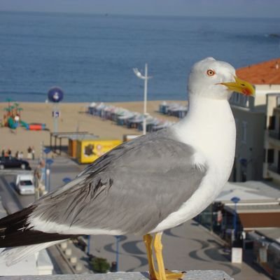 Operaio Pensionato.Sempre a sinistra✊Odio arroganza e caciara ❤️ De Gregori Silvestri e il Portogallo🇵🇹 SEMPRE E PER SEMPRE DALLA STESSA PARTE MI TROVERAI