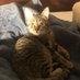 Kade (@sergiecat64) Twitter profile photo Kade (@sergiecat64) Twitter profile photo