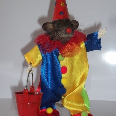 DraneoxBow's profile picture. 