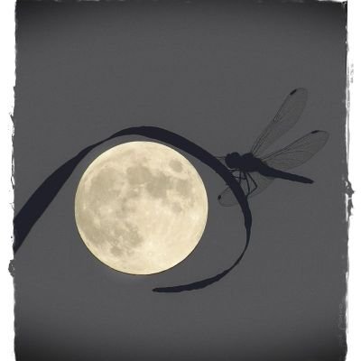 Javidec_1107's profile picture. 