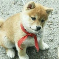 関西の犬(@yoshinobuygfuu) 's Twitter Profile Photo