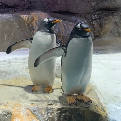 ペンギンが好きで始めてみました
ペンギンに癒されたい方はフォローおねがいします。