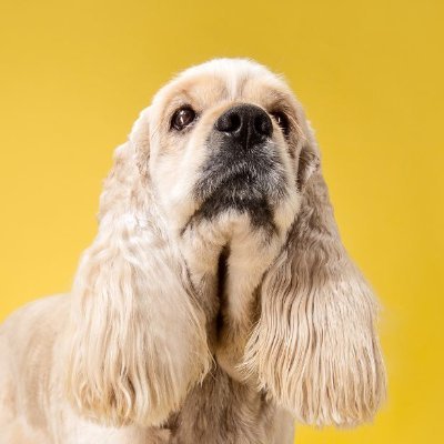 Your go-to source for all things Cocker Spaniel 🐶 | Mastering grooming techniques, care tips, and more | Unleash the beauty and charm of your furry friend 🐾