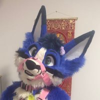 Stace the horny blue fox 🦊 (@stacebluefox_ad) 's Twitter Profile