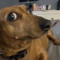 ItzXeno (@jexterromero) 's Twitter Profile
