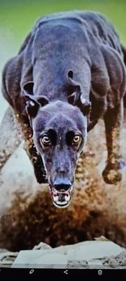 ReleasedHound's profile picture. 