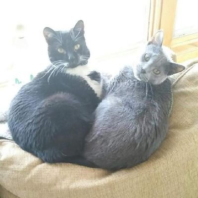 CatsRMyOnlyJoy's profile picture. Ro  ◇  Adult  ◇  Beginning artist   ◇   Cats   ||   MCYT   ||   Star Trek || My kitties are @JazzyandCypher
