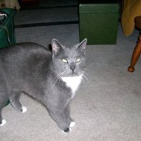 Debert (@debertag) 's Twitter Profile