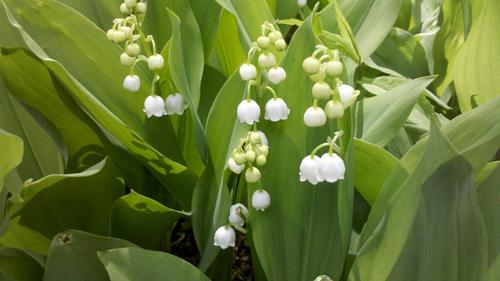 SusanFrancisco's profile picture. 