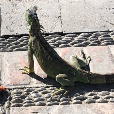 chonito472's profile picture. idk