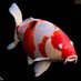 Ikan Koi (@madelocalbali) Twitter profile photo Ikan Koi (@madelocalbali) Twitter profile photo