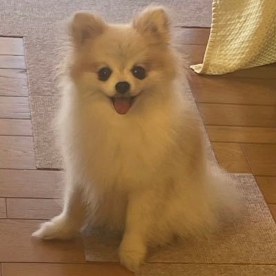 @mamukaraoke3714のサブアカウントです! 飼い犬武蔵とおと2匹🐶🐶の日々の様子をupします!