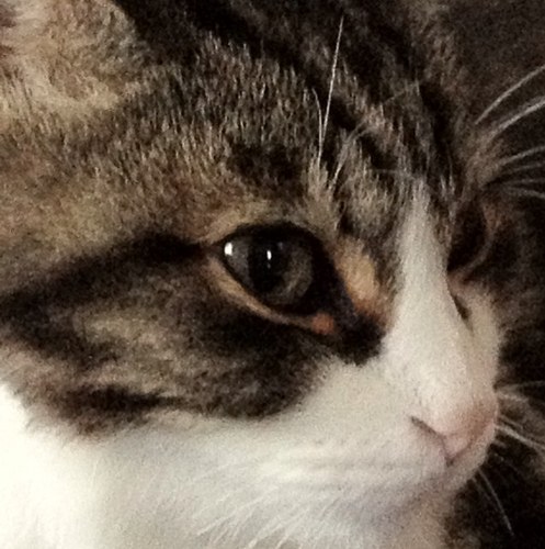 Krastyvir's profile picture. 