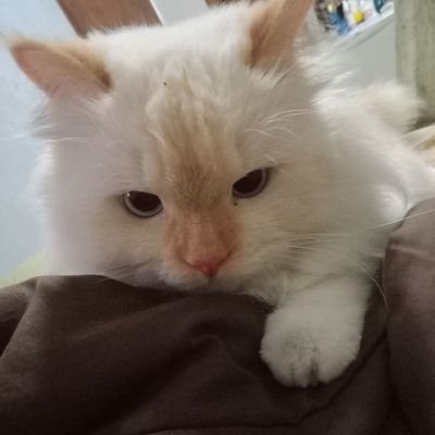 sartikaaliun's profile picture. 