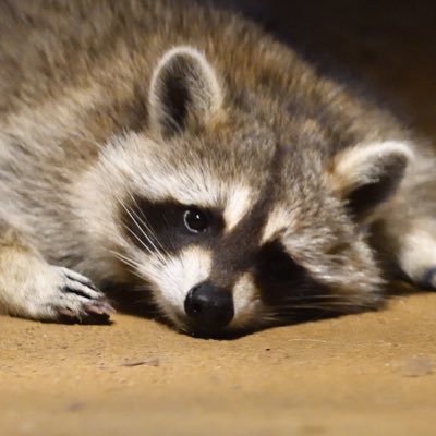 大阪でひっそりと暮らしてます 動物園で写真撮ったりします