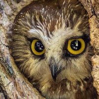 O w l l i e 🦉 (@eternowllie) 's Twitter Profile Photo O w l l i e 🦉 (@eternowllie) 's Twitter Profile Photo