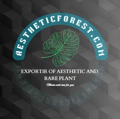 Exportir As Wholesale & retail of aesthetic & rare plants complete with phytosanitary certificates from Indonesia