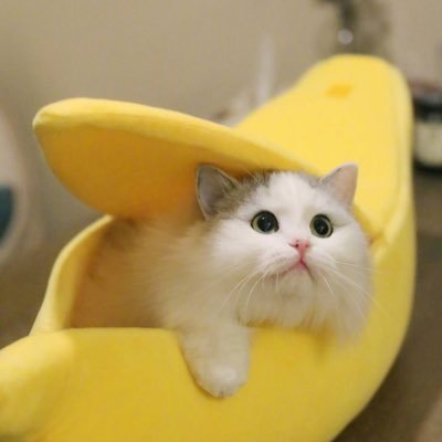 oleracea9's profile picture. Living life with pawsitivity 😸