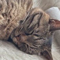 navi_o's profile picture. 🐈の名前はパイセン（キジトラ）と後輩（大福柄）です。世話係は20↑。ドールの写真が不定期に出るので注意⚠️