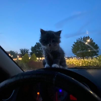 meriemlastar_'s profile picture. 