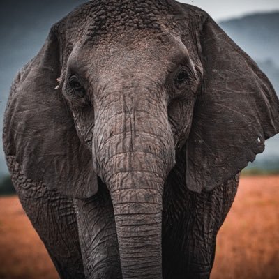 WildlifeMac Profile Picture