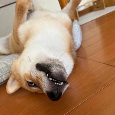 愛犬が可愛すぎて一生家から動きたくないです🤣そんな犬の投稿してます😁こちらフォローしてくれたらとっても嬉しいです😊犬スタグラムhttps://t.co/MjFyeSz3Tx