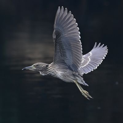 anuragtensor's profile picture. ..