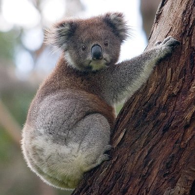 G’day everyone I am the_koala_bear_gamer I am an aspiring twitch streamer I stream horror games looking to meet and befriend like minded people