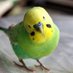 インコちゃん(//ロ//) ℹ️ (@inkogame5150) Twitter profile photo