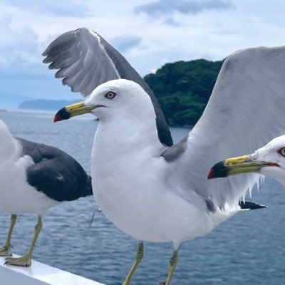 yaeKaad's profile picture. sucre complexの中の人。成人済🌈物書き/表の相互さんのみフォロリク許可してます