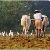 son of farmer (@solankiharveer) 's Twitter Profile Photo son of farmer (@solankiharveer) 's Twitter Profile Photo
