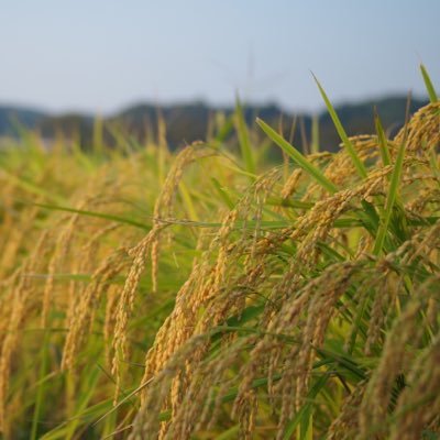 2023年7月に非接種でコロナ感染し40度の高熱→8月に胸痛と動悸が出現→9月に循環器「病気なし」→10月に血液内科「問題なし」→2024年3月に深夜救急「心房細動」だけど「他は異常なし」→動悸が治らない/治療は整体で/更年期世代女/薬や不自然な物や人混みは避けるタイプ/自律神経が激弱/