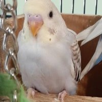 birb (@birbyy_) 's Twitter Profile Photo birb (@birbyy_) 's Twitter Profile Photo