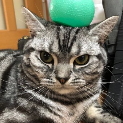 🐱ねこ好き😘 皆笑って仲良く！ 🐴ウマ娘🦄✨ 💡ジャグラー💡✨ 頑張ってる人好き💪 主は脊髄難病持ちで♿ 大学🏥で余命宣告されたが生存中😮‍💨 うつ、強迫性障害🙇‍♂️ 自発苦手、無言ﾌｵﾛｰ🙇‍♂️ 金系詐欺を除き来る者拒まず去るもの追わず