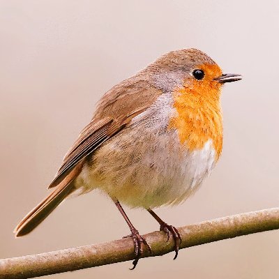 Mac léinn ríomheolaíochta go bhfuil ana-dhúil aige sa Ghaelainn.