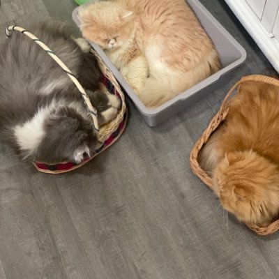 rifrifko's profile picture. savedbygrace