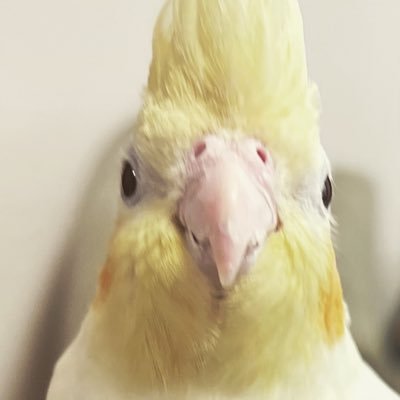 腹巻さんのプロフィール画像
