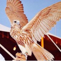 • ملہ‘َِـكے«¬ (@2icci) 's Twitter Profile