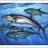 fipesca1's profile image