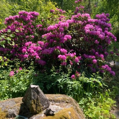 akerlapp's profile picture. Äsch då