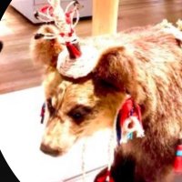 ぴぐま (@haiku_pygmalion) Twitter profile photo