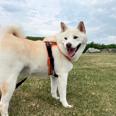 北海道住み 念願の白柴❤️ 2020.4.9生まれ甘えん坊な息子🐶boy 2023.7.1生まれ 元気な息子が増えました︎💕︎ ヴイくんは娘にお返しして元気に過ごして居ます🐕‍🦺🐾