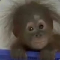 邓 (@deng678825351) 's Twitter Profile