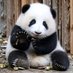 PNG_Panda (@PNG_Solo_Panda) Twitter profile photo