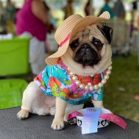 the pug_lover(@thepuglover11) 's Twitter Profile Photo