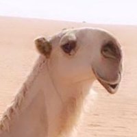 ๐ช (@x_axx_) 's Twitter Profile